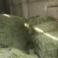 کاه یونجه عقیلی