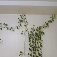 گل آپارتمانی