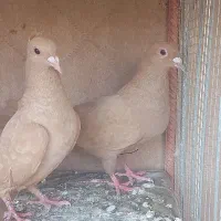 دو جفت زرد کلاهی