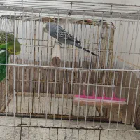 مرغ عشق معاوضه با مرغ