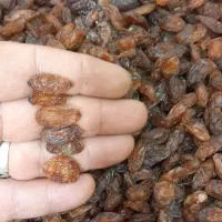 کشمش  ومویزافتابی کاشمر درجه یک