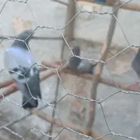 کبوتر پلاکی