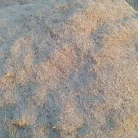 کاه در اندیکا