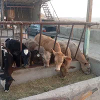 گوساله شاروله ماده