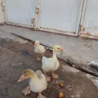 قوغازلینداو  غاز