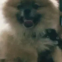 سگ پ