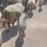 میش