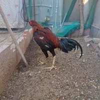 لاری|حیوانات مزرعه|پاکدشت, پارچین|دیوار