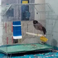 فروش میناسخنگو