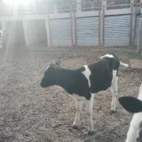 تلیسه گوساله گاو