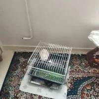 قفس خرگوش