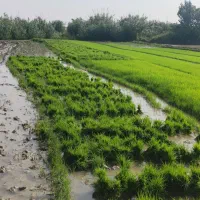 شالی تخم هاشمی