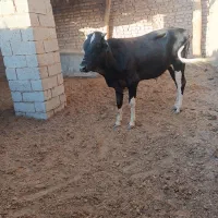 گاو|حیوانات مزرعه|زهک, |دیوار