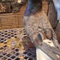 کبوتر دم سفید