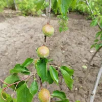 باغ مزروعی با درختان مثمر