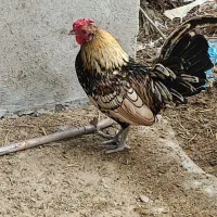 فروش مرغ و خروس زینتی
