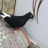 جفت اشعل دم سفید