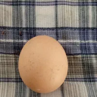 تخم مرغ برهما و سلطان