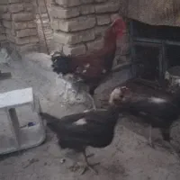 یک خروس خصک و دو مرغ از نژاد لاری (مولوی)