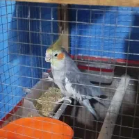 یه جفت عروس هلندی