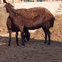 میش بره