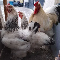 برهما