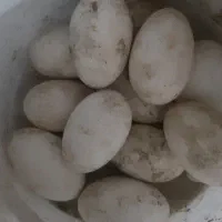 تخم قوغاز و بوقلمون