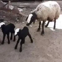 ارسالـی از شهر شال گوسفند شال چنـدقلوزا بره srae
