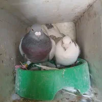 کبوتر|پرنده|شیراز, دباغ خانه|دیوار