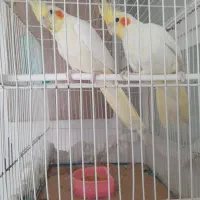 عروس هلندی سفید جوان نر و ماده