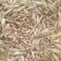 گندم وجو برای علوفه