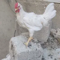 خروس خوش رخ و قشنگ گلین