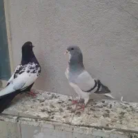 کفتر