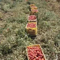 سرکارگر کشاورزی عسگری