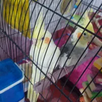 عروس هلندی مولد