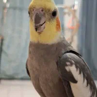 عروس هلندی گم شده