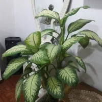 گل دیفن|گل و گیاه طبیعی|بستان آباد, |دیوار