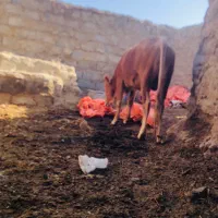 گوساله نر