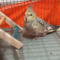ی عروس هلندی نر سخنگو ۴ یا ۵ ماهه با تخفیف