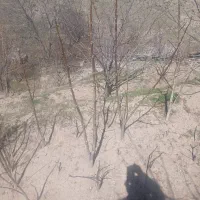 درختچه کوچک گردو