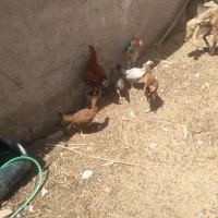 حیوانات مرزعه