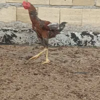 خروس