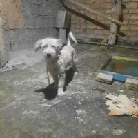 سگ خانگی نژاد تریر