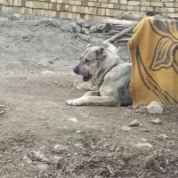 سراب|سگ|سامن, |دیوار