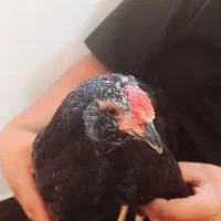 جوجه مرغ وخروس گلین