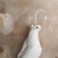 گلی دم سفیدپلنگ سفید