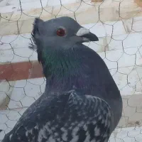 کبوتر مگس نر کاکل
