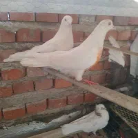کبوتر پرشی
