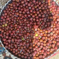 عناب