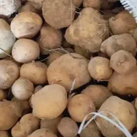 خرید فروش سیب زمینی دامی